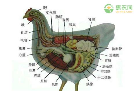 雞垂意思|公鸡嘴下面垂着的叫什么？